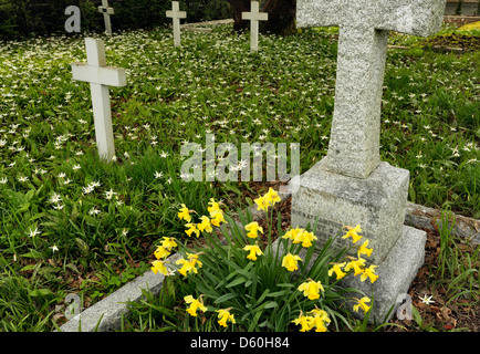 Narzissen, Grabsteine und Fawn Lilien im Friedhof von St. Mary die Jungfrau anglikanische Kirche-Metchosin, British Columbia, Kanada. Stockfoto