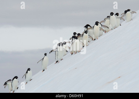 Adelie Penguin (Pygoscelis Adeliae), große Gruppe auf Eisberg. Antarktische Halbinsel. Stockfoto