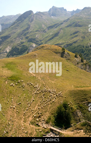 Schafe auf einem Sattel in den Pyrenäen in der Nähe von Laruns Südfrankreich Stockfoto