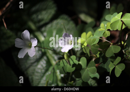 Oxalis wachsen in freier Wildbahn, Wilderness National Park, Südafrika Stockfoto