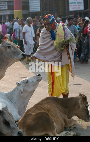 Ein Hindu Brahmin Priester feeds Stroh zu heiligen Kühe außerhalb der Jaggarnath-Tempel in Puri, Odisha, Indien Stockfoto