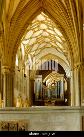 Blick auf Chor (Chor) Decke und die Orgel, Kathedrale von Wells, Somerset, England Stockfoto