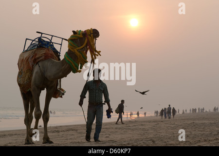 Ein Kamel reiten und seine Fahrer lagen am Strand für Kunden bei Puri, Odisha, Indien Stockfoto