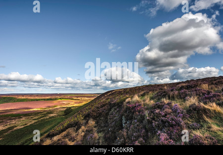 Ansicht von Heidekraut blühen durch die hügelige Landschaft des North York Moors an einem hellen Sommertag in North Yorkshire, Großbritannien Stockfoto