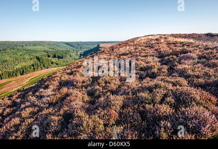 Ansicht von Heidekraut blühen durch die hügelige Landschaft des North York Moors an einem hellen Sommertag in North Yorkshire, Großbritannien Stockfoto