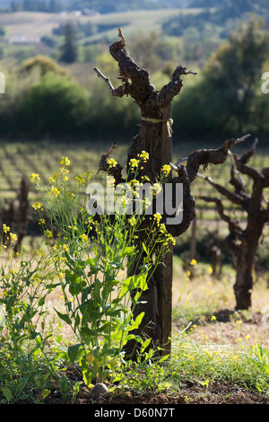 Senf Blumen wachsen vor Old Vine Zinfandel auf einem Weingut in der Dry Creek Valley Appellation von Sonoma Wine Country Stockfoto