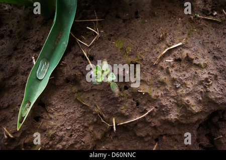 Eine kleine Pflanze wächst in einem Garten. Stockfoto