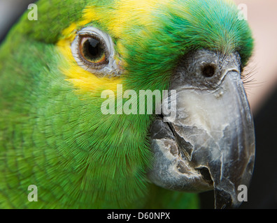 Ein Porträt von einem blauen fronted fronted Amazon Papagei. Stockfoto