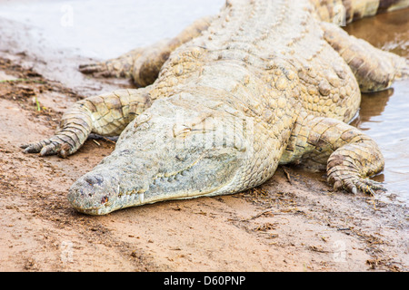 Kenianische Krokodile Stockfoto