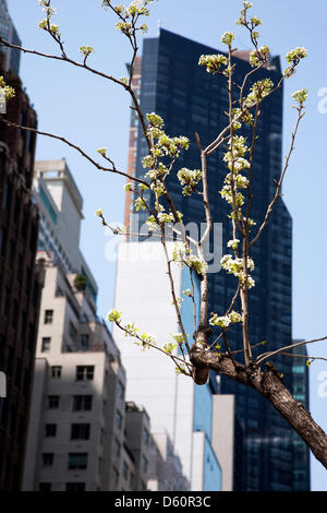 New York, USA. 10. April 2013. harte Birne Straße Blütenbaum kommt in voller Blüte, gesehen am 10. April 2013 gegen alte & neue Wolkenkratzer auf West 57th Street, Midtown Manhattan, New York City, USA. Bildnachweis: Dorothy Alexander / Alamy Live News Stockfoto