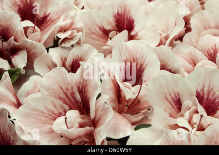 Rhododendron Stockfoto