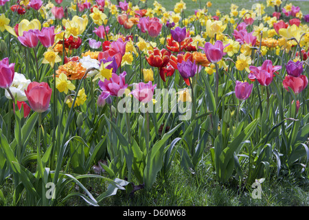 Tulpen und Narzissen Stockfoto