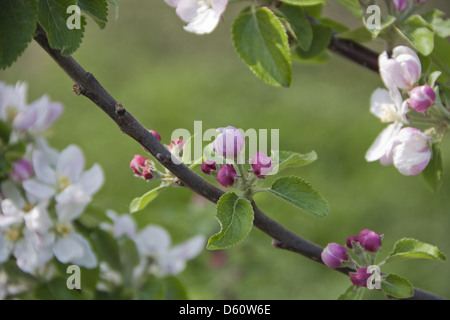 Apple Blossom Stockfoto