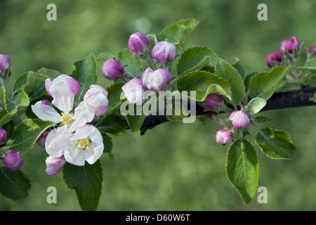 Apple Blossom Stockfoto