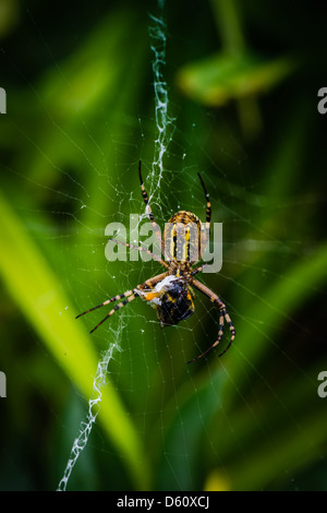 Wespe Spinne Essen Biene Stockfoto