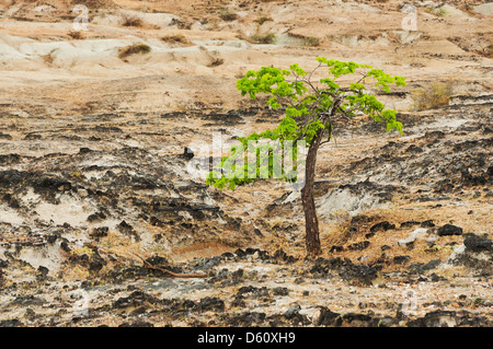 Ein schöner grüner Baum wächst in einem öden Wüstenlandschaft Stockfoto
