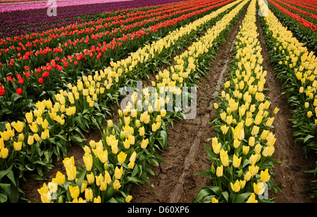 Ein sicheres Zeichen des Frühlings ist die Entstehung der bunten Tulpen im Skagit Valley of western Washington State, USA. Stockfoto