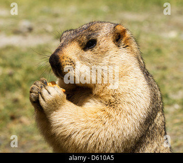 Lustige Murmeltier mit Bisquit auf der Wiese (Ladakh, Indien) Stockfoto