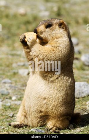 Lustige Murmeltier mit Bisquit auf der Wiese (Ladakh, Indien) Stockfoto