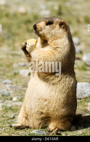 Lustige Murmeltier mit Bisquit auf der Wiese (Ladakh, Indien) Stockfoto