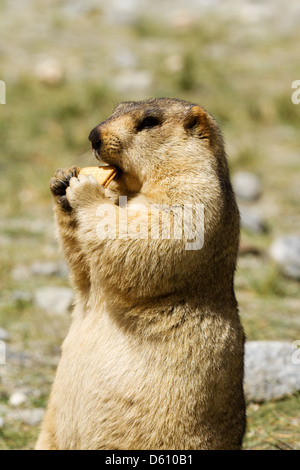 Lustige Murmeltier mit Bisquit auf der Wiese (Ladakh, Indien) Stockfoto