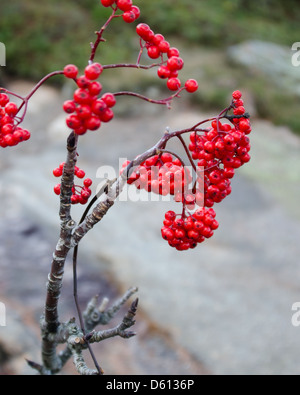 Detailansicht der Vogelbeere (Sorbus Americana) an der Spitze des Cadillac Mountain im Acadia National Park, Maine. Stockfoto
