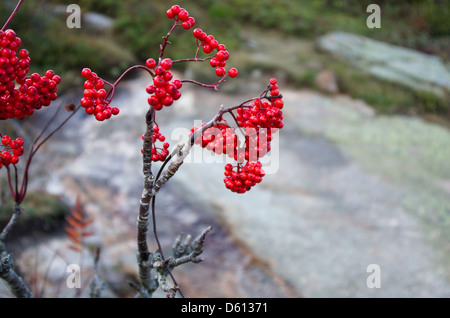 Detailansicht der Beeren der Eberesche (Sorbus Americana) an der Spitze des Cadillac Mountain im Acadia National Park, Maine. Stockfoto