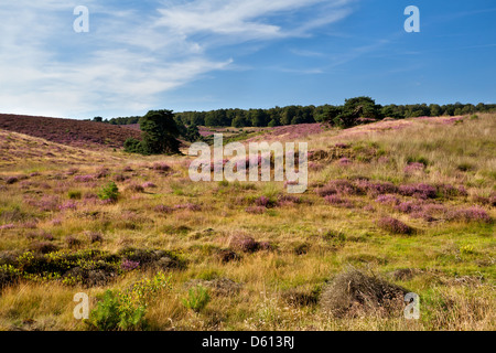 Heidekraut Wiesen im Sommer Stockfoto