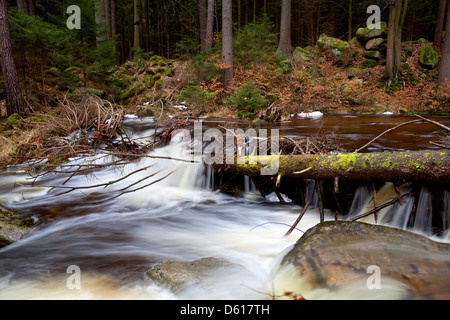 Alpine schnell Fluss im Wald Stockfoto