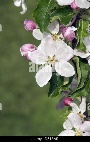 Apple Blossom Stockfoto