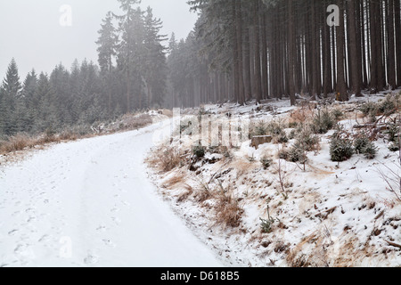Schneesturm über Straße in Wald Stockfoto