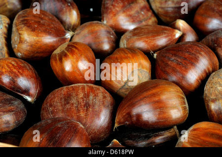 Ganze rohe Kastanien in Schalen. Stockfoto