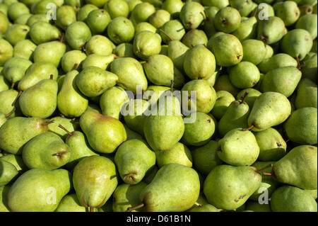 (Dpa-Datei) - ein Datei-Bild datiert 6. September 2010 zeigt Birnen des Typs Willims Christus (Pyrus Communis) auf einer Plantage des landwirtschaftlichen Unternehmens Pesterwitz, Deutschland geerntet. Laut Bundesamt für Verbraucherschutz und Lebensmittelsicherheit werden immer weniger Gemüse und Früchte in Deutschland mit Pestiziden belastet. Foto: Arno Burgi Stockfoto