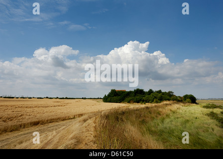 Bradwell am Meer, Essex, Ackerland und Sümpfe. Geschützten Lebensraum, England, Großbritannien, UK, Stockfoto