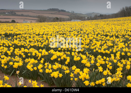 Goldenen Narzissen in einem Feld in der Nähe von Tregantle, Cornwall, England, UK Stockfoto