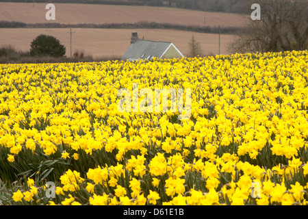 Goldenen Narzissen in einem Feld in der Nähe von Tregantle, Cornwall, England, UK Stockfoto