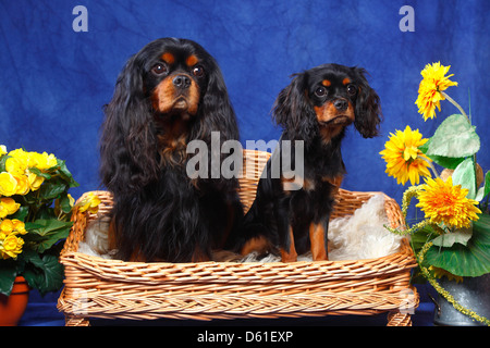 Cavalier King Charles Spaniel, neben, männlich und Welpen | Cavalier King Charles Spaniel, neben, Ruede Und Welpe Stockfoto