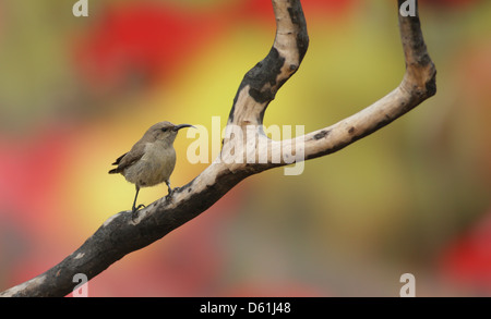 Juvenile Palestine Sunbird oder nördlichen Orange-getuftete Sunbird (Cinnyris Oseus) Stockfoto