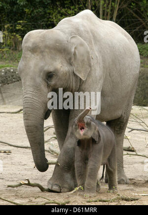 Baby-Elefant "Assam" beschäftigt sich mit seinem Gehege mit seiner Mutter in den Tierpark Hagenbeck in Hamburg, Deutschland, 27. April 2012. Es war das erste Mal, der kleine Elefant in dem Freigehege spielen durfte. Foto: Daniel Bockwoldt Stockfoto
