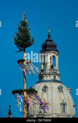 Tischler haben ein Maibaum auf dem Frühlingsmarkt (Altmarkt) in Dresden, Deutschland, 27. April 2012 errichtet. Der Maibaum ist etwa 20 Meter hoch und stammt aus Langebrueck Dresdner Heide. Foto: Arno Burgi Stockfoto