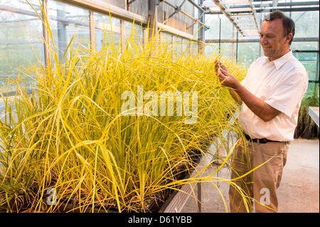 Biologe Peter Poschlod untersucht Scirpus Radicans, eine Pflanze vom Aussterben bedroht, an der Universität Regensburg, Deutschland, 27. April 2012. In der Genbank Bayern Arche sind seltene Samen gespeichert und konserviert. Foto: ARMIN WEIGEL Stockfoto