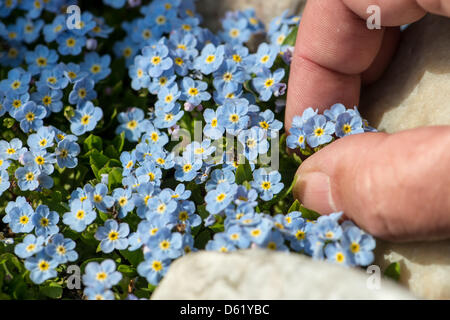 Eine Biologe untersucht Myosotis Rehsteineri, eine Pflanze vom Aussterben bedroht, an der Universität Regensburg, Deutschland, 27. April 2012. In der Genbank Bayern Arche sind seltene Samen gespeichert und konserviert. Foto: ARMIN WEIGEL Stockfoto
