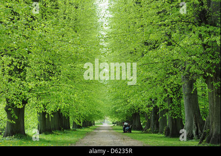 Ein Mann sitzt auf einer Bank in eine Allee mit Linden in den Park der Stadt Putbus auf der Insel Rügen, Deutschland, 9. Mai 2012. Der Park wurde ursprünglich im französischen formalen Stil aber später neu gestaltet im Stil eines englischen Landschaftsparks mit ein Vivarium. Heute ist der Park als Gartenbau Denkmal geschützt. Foto: Stefan Sauer Stockfoto