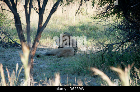 Männlichen afrikanischen Löwen in den frühen Morgenstunden am Antelope Park, Simbabwe, Afrika. Stockfoto