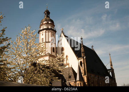 Erblüh Kirschbäume und die berühmte St. Thomas Church bekannt als die Kirche von Bach in Leipzig, Deutschland. Stockfoto