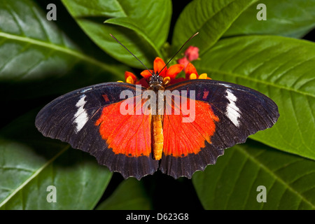 Malaiische Florfliege Stockfoto