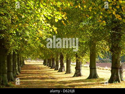 Herbst am Lindenallee am Clumber in Nottinghamshire UK Stockfoto