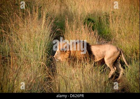 Männlichen afrikanischen Löwen in den frühen Morgenstunden am Antelope Park, Simbabwe, Afrika. Stockfoto