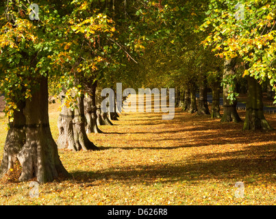 Herbst am Lindenallee am Clumber in Nottinghamshire UK Stockfoto