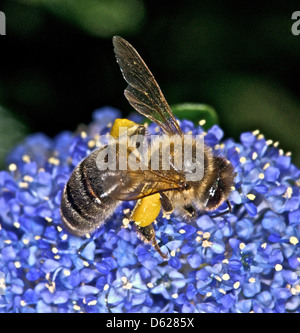 Honey Bee Honigbiene, Western Honey Bee Honigbiene (Apis Mellifera) sammeln von Nektar und pollen Stockfoto